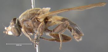 Media type: image;   Entomology 13144 Aspect: habitus lateral view